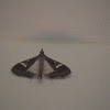 Common Mung Moth