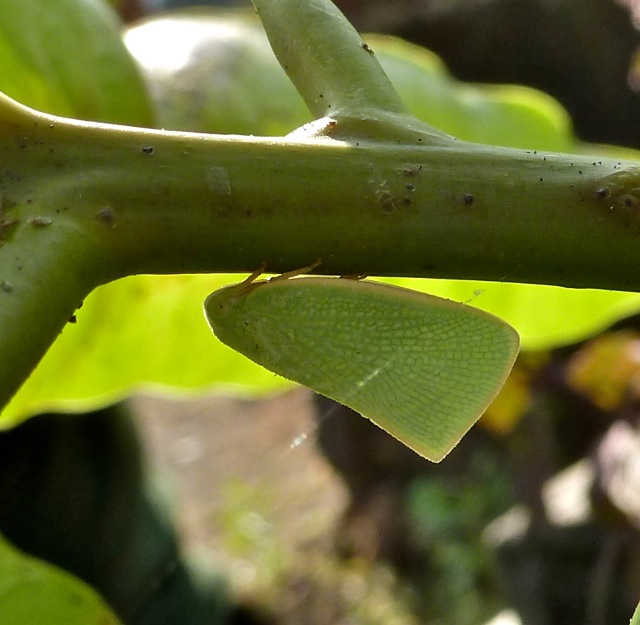 Leaf Mimic Planthopper