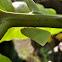 Leaf Mimic Planthopper