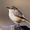 Rock Wren