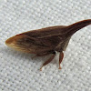 Thorn-mimic Treehopper