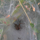 Funnel web-spider