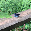 Red-Spotted Purple Butterfly