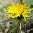 Common dandelion