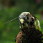 Long-horned Bee - male
