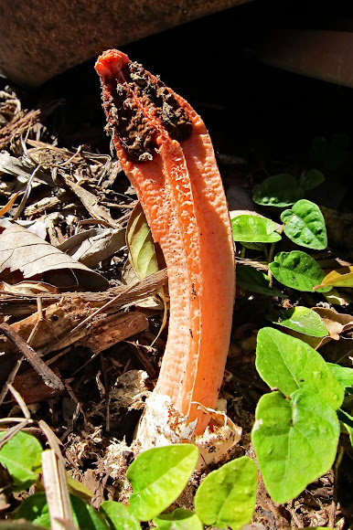 Lantern Stinkhorn | Project Noah