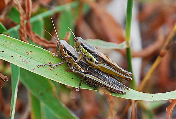 Grasshopper