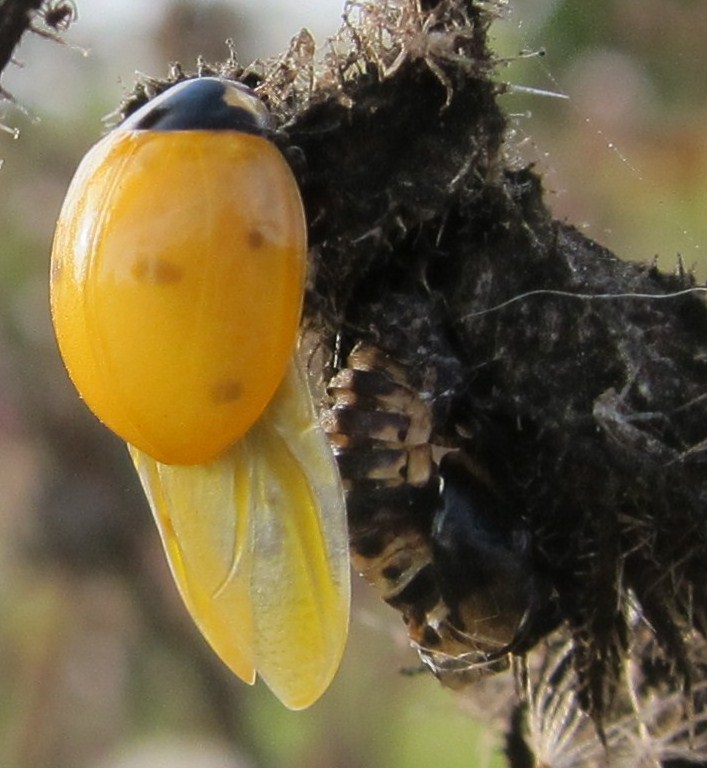 Newly Emerged Seven-Spotted Ladybug