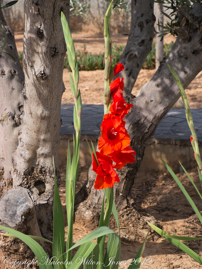 Gladiolus, Sword Lily