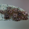 Lace bug nymph