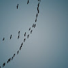 Cranes, migrating south