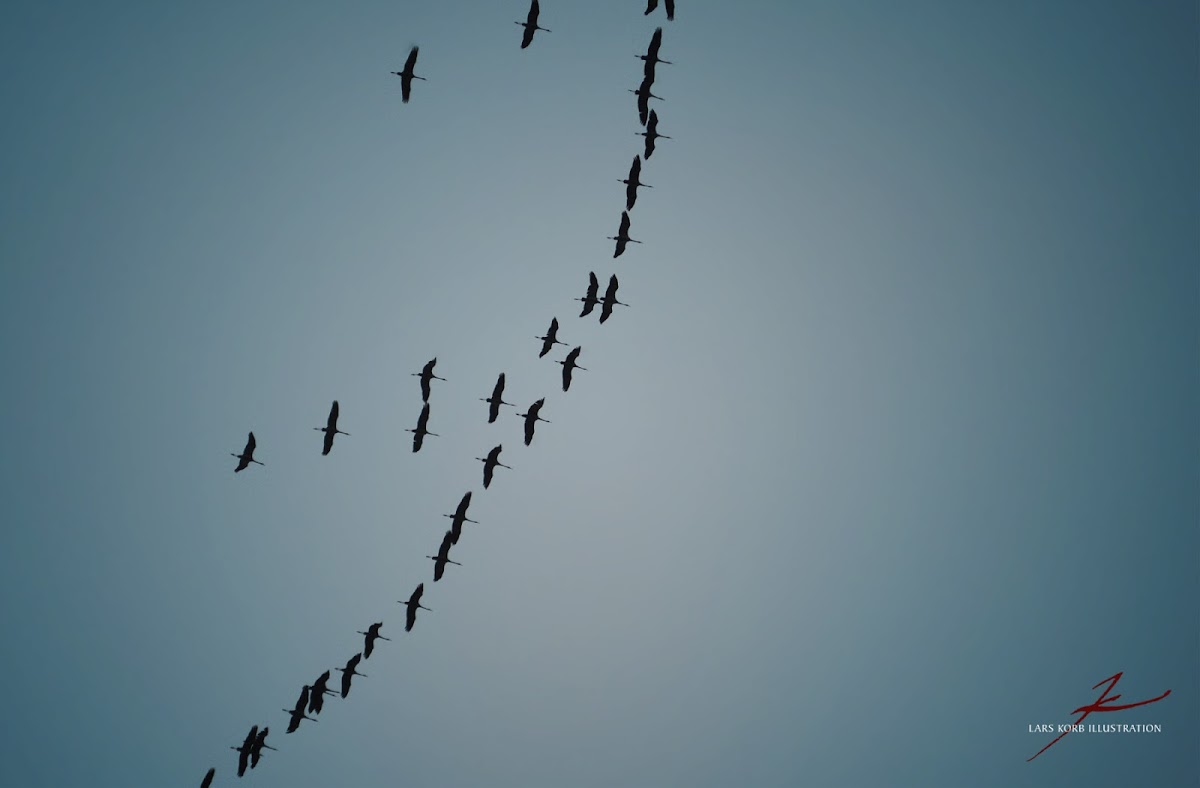 Cranes, migrating south