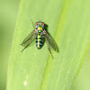 green metallic dolichopodid fly