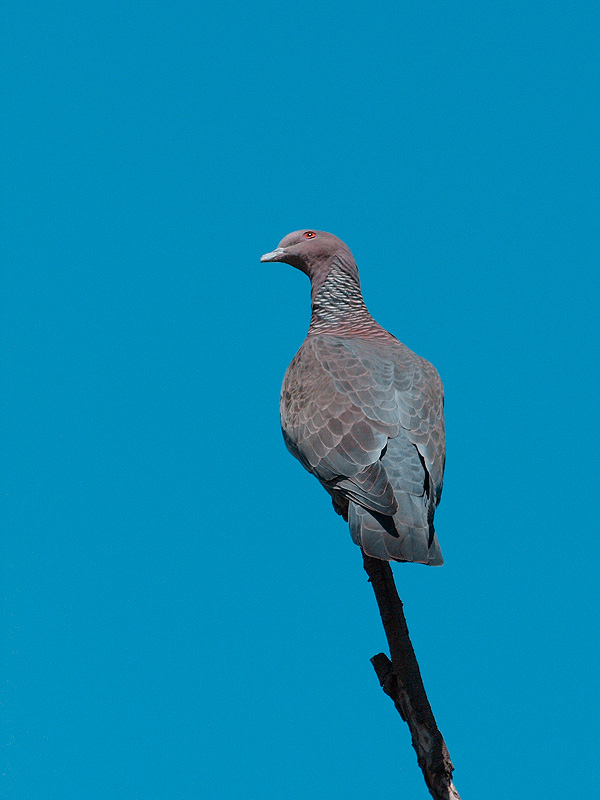Paloma picazuro (Picazuro Pigeon)