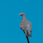 Paloma picazuro (Picazuro Pigeon)