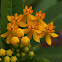 Butterfly Weed