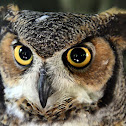 Great Horned Owl