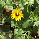 Prairie Sunflower