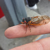 17 year Cicada