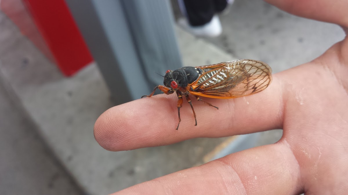 17 year Cicada