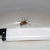 Domestic house spider (Female)