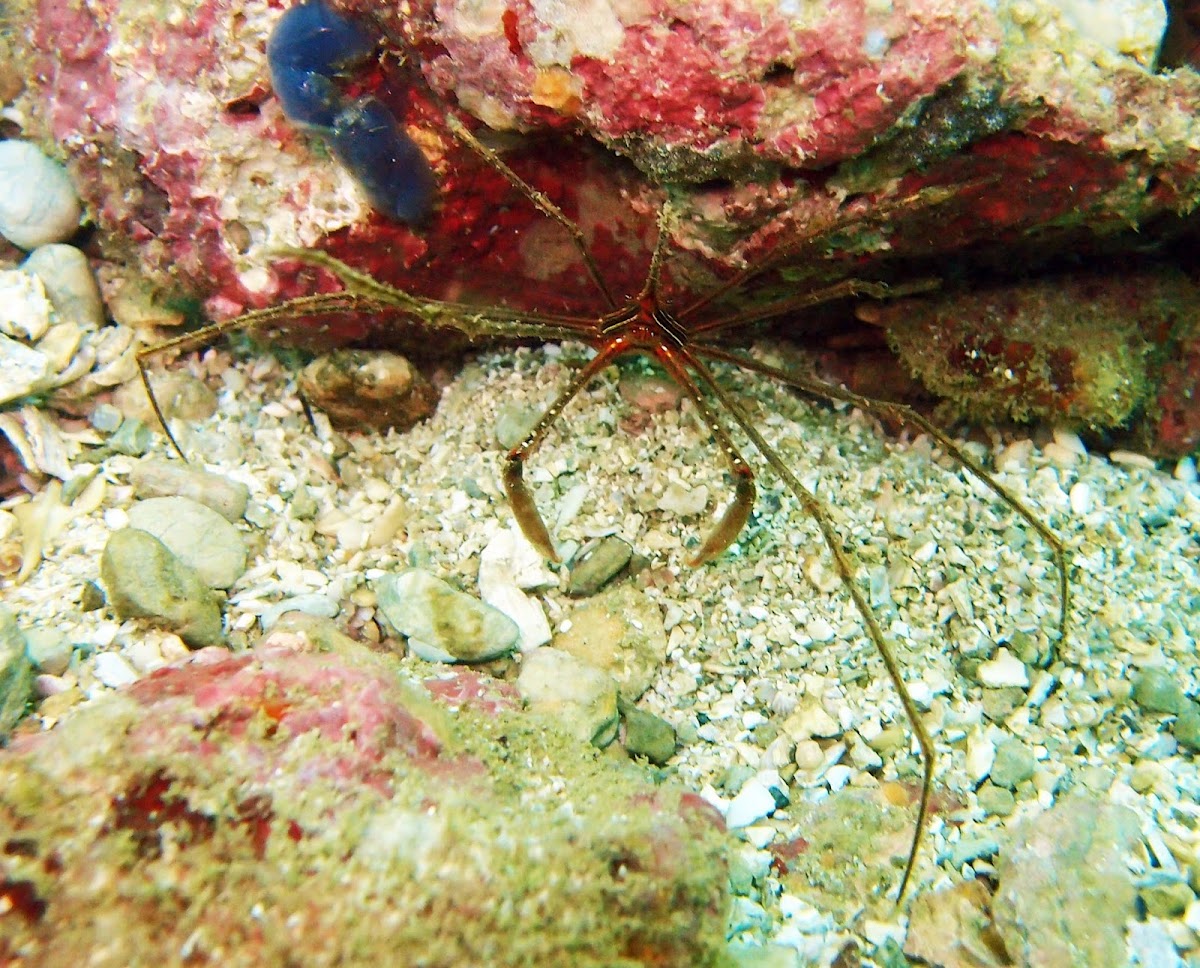 Panamic arrow crab