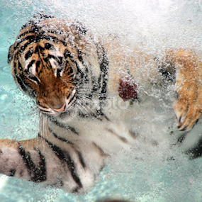 Tiger swimming by Kirsten Gamby - Animals Lions, Tigers & Big Cats