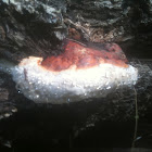 Tree Conch