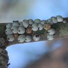 Scale insect colony