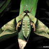 Lesser Pink-and-Green Hawkmoth