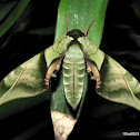 Lesser Pink-and-Green Hawkmoth