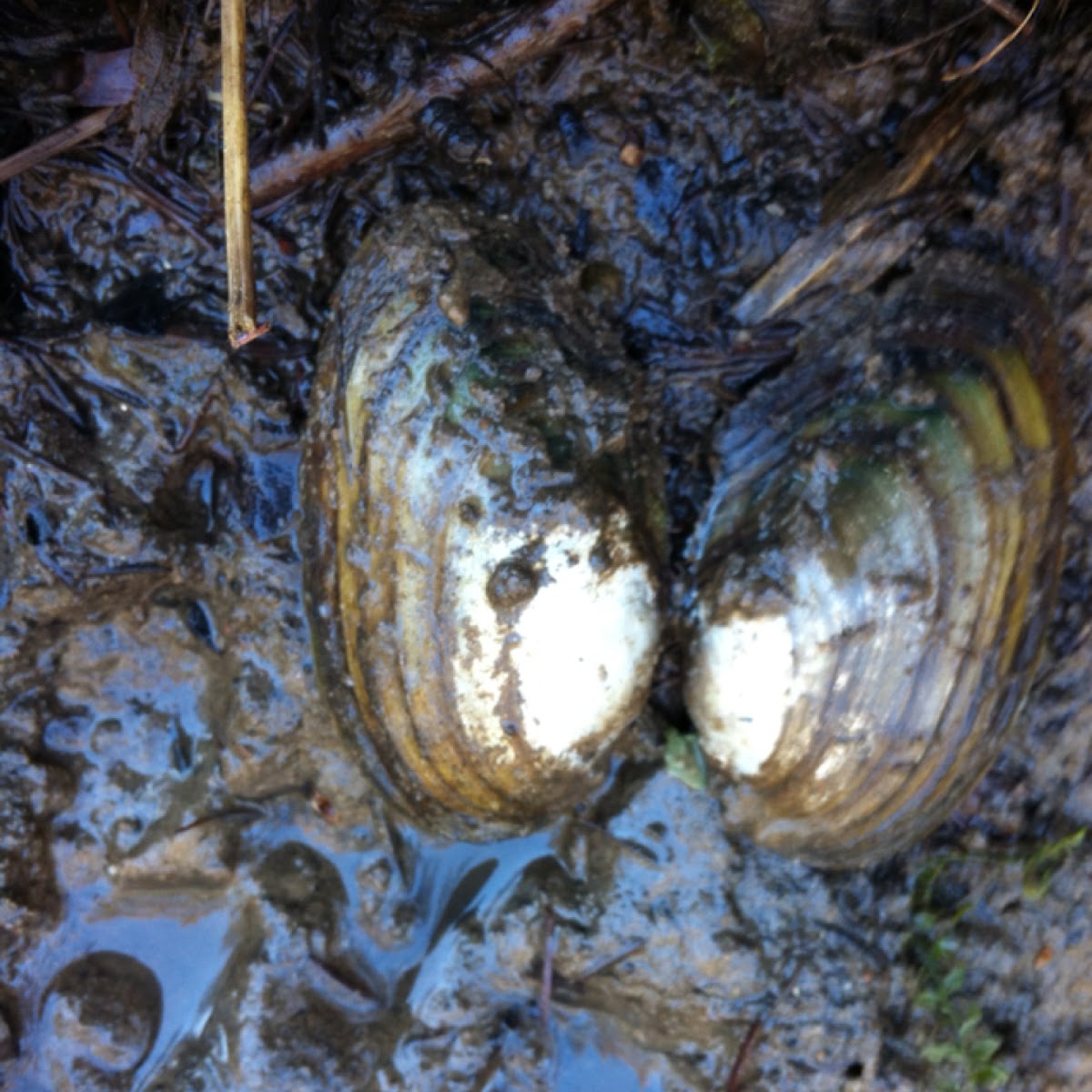 Fresh water oyster