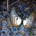 Fresh water oyster