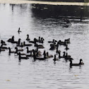 Eurasian Coot aka Common Coot