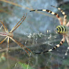 Wasp Spider  ♂