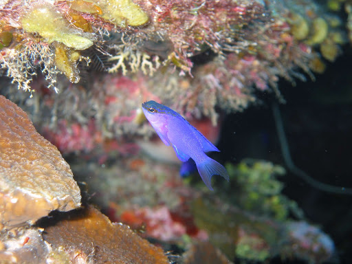 Blue-fish-scuba-cayman-islands - A tropical fish spotted in the coral reefs of the Caymans.