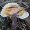 Lingzhi mushroom or reishi mushroom