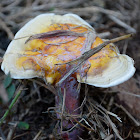 Lingzhi mushroom or reishi mushroom