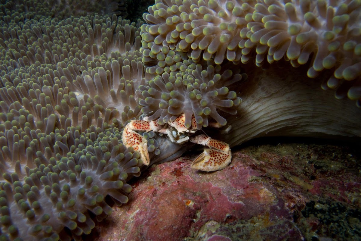 porcelaim anemone crab