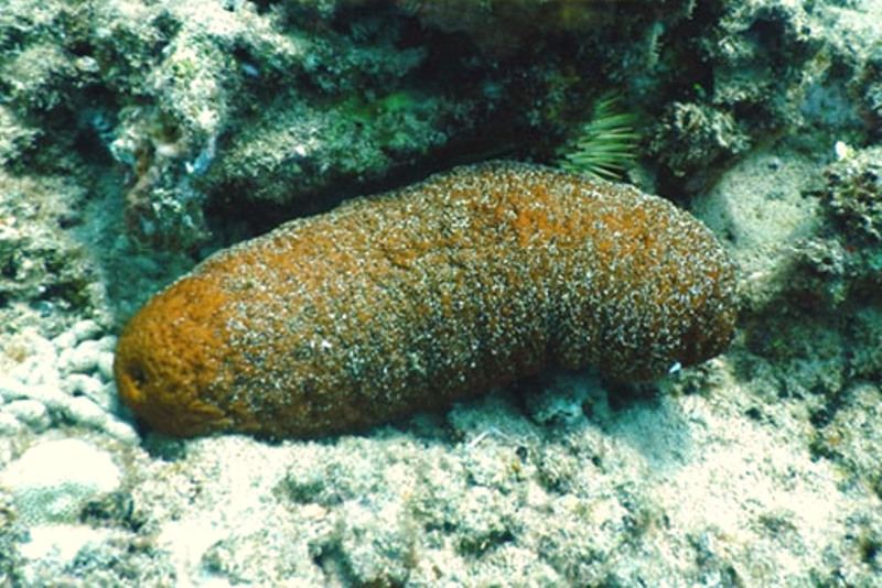 Plump Sea Cucumber