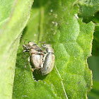 Weevil / Žižak (copulation)