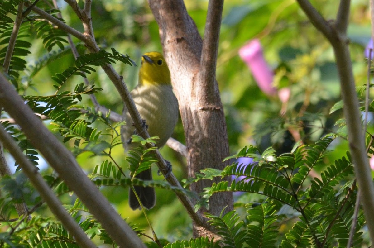 Yellow headed warbler