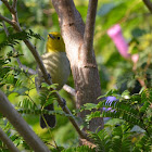 Yellow headed warbler