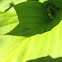 Long-legged fly