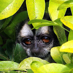 Douroucouli Monkey by Ralph Harvey - Animals Other Mammals