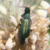Escarabajo Psilothrix viridicoerulea