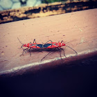 St. Andrew's Cotton Stainer