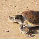 Green turtle