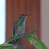 Emerald hummingbird