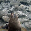 Kekeno (NZ fur seal)